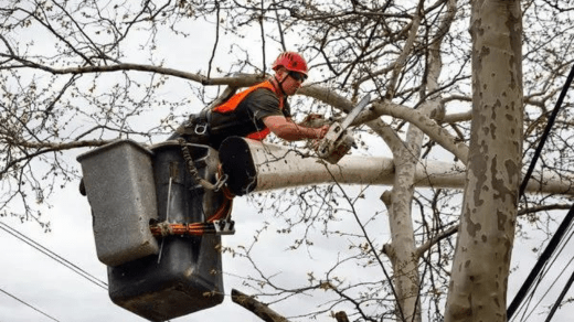 Tree Service Bronx