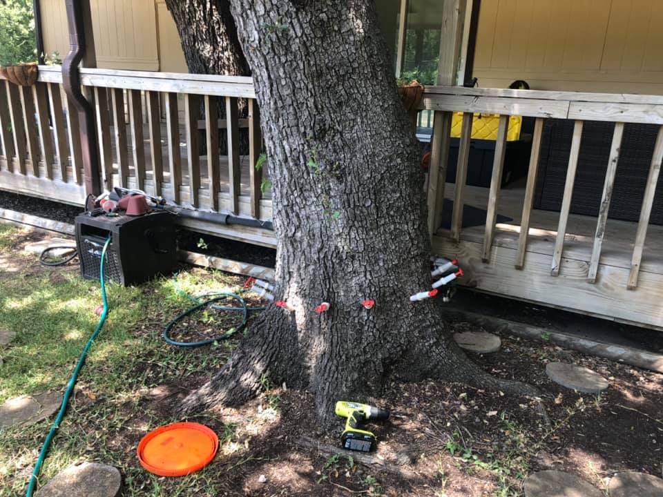 arborist Austin