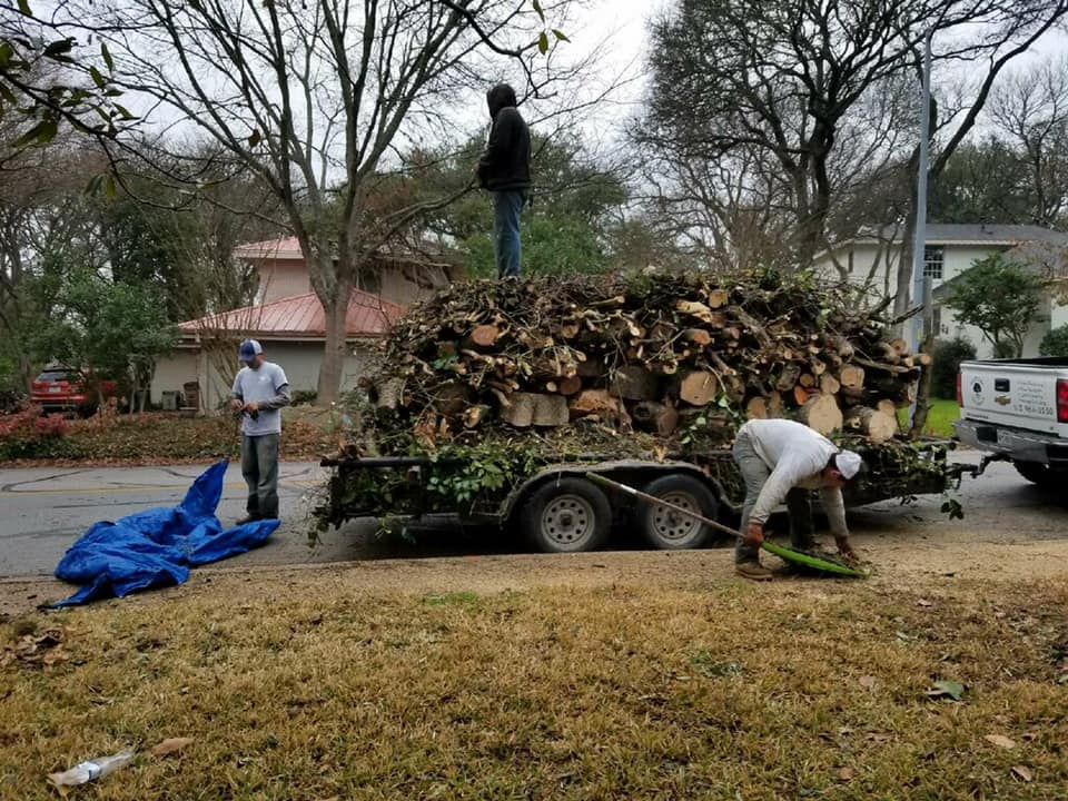 arborist San Antonio TX