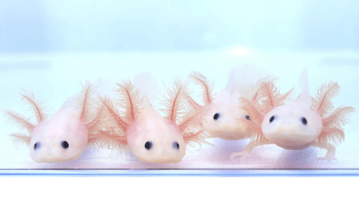 How to make axolotl gills fluffy