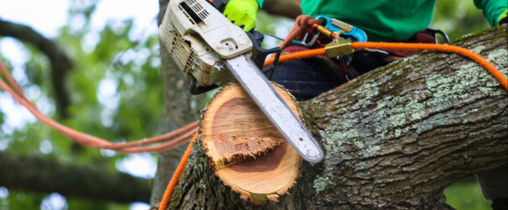 tree cutting services Austin TX