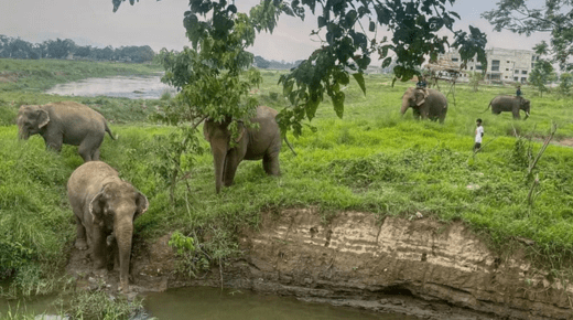 Chitwan Jungle Safari Tour - 3 Days