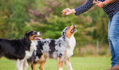 obedience and communication training Scottsdale